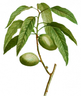 Prunus-amygdalus
