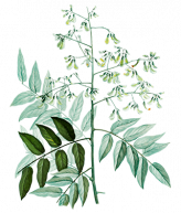 Sophora-japonica