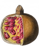 punica_granatum